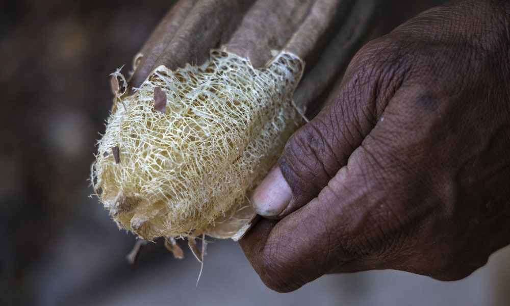 Natural loofah grown at Six Senses Fiji